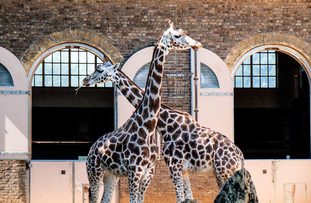 London zoo with kids